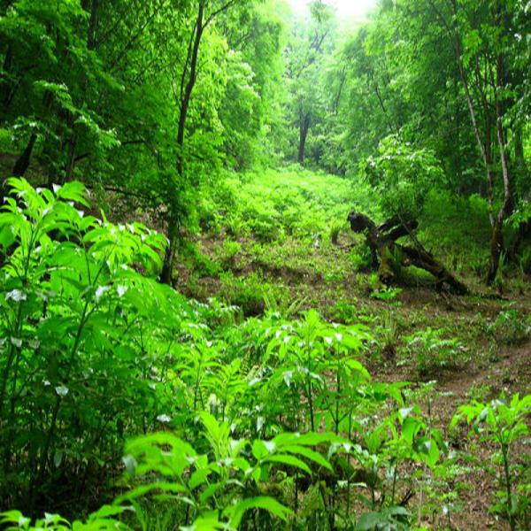 رییس شورای عالی جنگل، مرتع و آبخیزداری: پوشش جنگل‌های طبیعی و دست‌کاشت کشور به ۱۴.۳ میلیون هکتار رسید