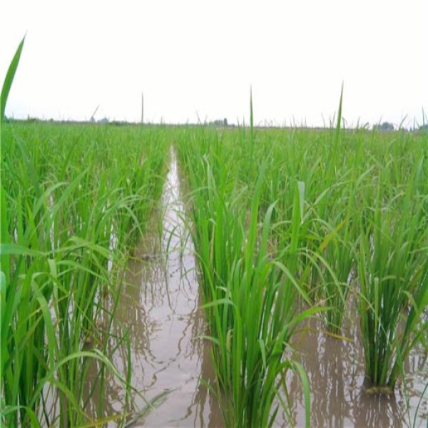 عزیز کریمی مطرح کرد: تاثیر بارش‌های بهاری بر افزایش سطح زیر کشت و تولید برنج در سال 98