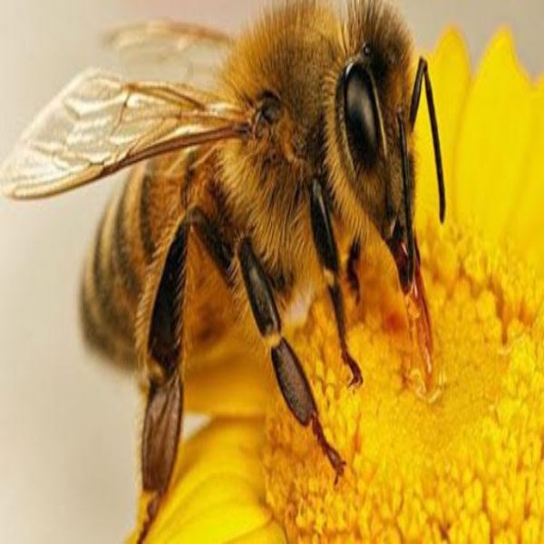 اثر تغییر اقلیم بر زنبور های عسل