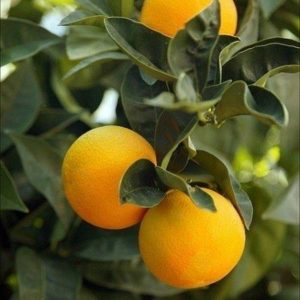 orange-tree-400×600