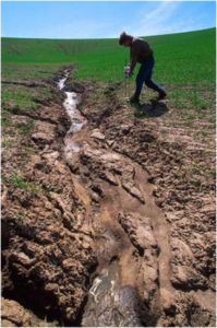 اثر خاک در کشاورزی