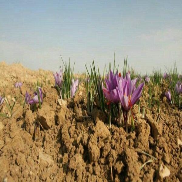 سهم ۵۰۰ هزار دلاری زعفران ایران در بازار ۲۰میلیارد دلاری دنیا