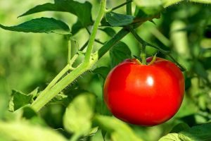 سولفات آمونیوم برای گوجه