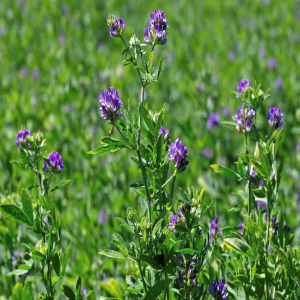 alfalfa-plant