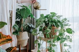خرید کود کامل گیاهان آپارتمانی