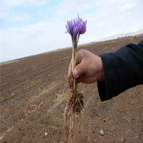 افزایش بهره‌وری با استفاده از پیاز زعفران بالاتر از ۸ تا ۱۲ گرم در مزارع