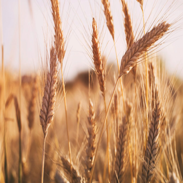 خریداری ۱۰ هزار تن گندم از کشاورزان خوزستانی از آغاز فصل برداشت