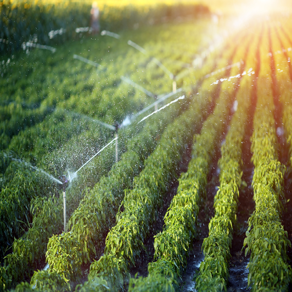 استفاده بهینه از آب کشاورزی چالش اصلی تولید است