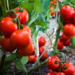 اثرات سولفات کلسیم بر روی رشد ، پایداری غشایی و جذب مواد غذایی توسط گیاه گوجه فرنگی پرورش داده شده تحت تنش شوری