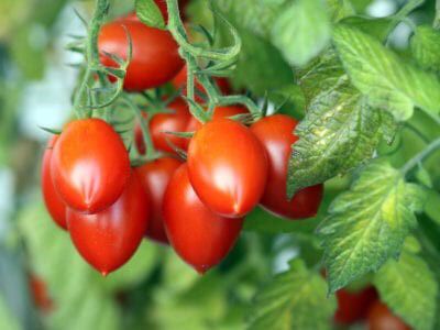 اثرات سولفات کلسیم بر روی رشد ، پایداری غشایی و جذب مواد غذایی توسط گیاه گوجه فرنگی پرورش داده شده تحت تنش شوری